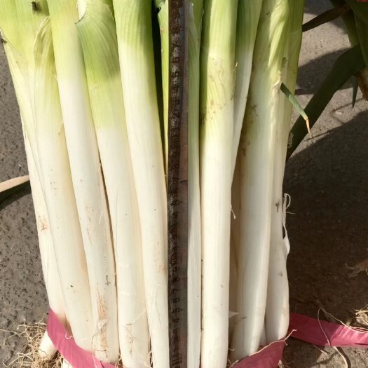 南乐县30亩钢葱，葱白约40cm直径约3cm