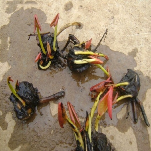 长沙睡莲