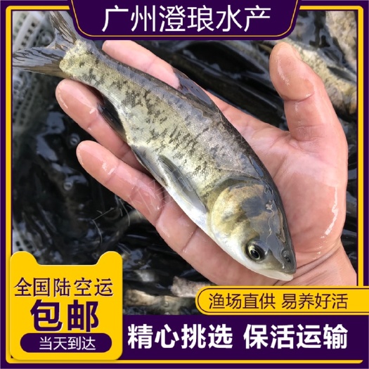 花鲢鱼苗大头鱼苗小鱼苗半斤胖头淡水鳙鱼鱼苗花白鲢鱼