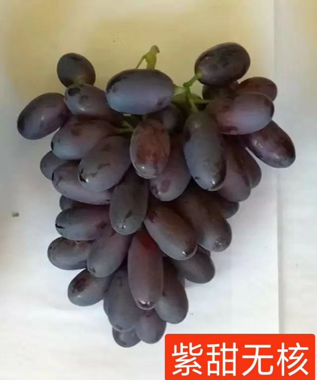 卢龙县紫甜无核葡萄苗，A17，味甜多汁糖度高，较耐寒，丰产稳产