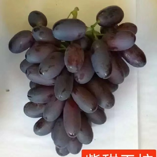 卢龙县紫甜无核葡萄苗，A17，味甜多汁糖度高，较耐寒，丰产稳产