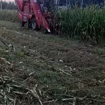 阜南县青储草