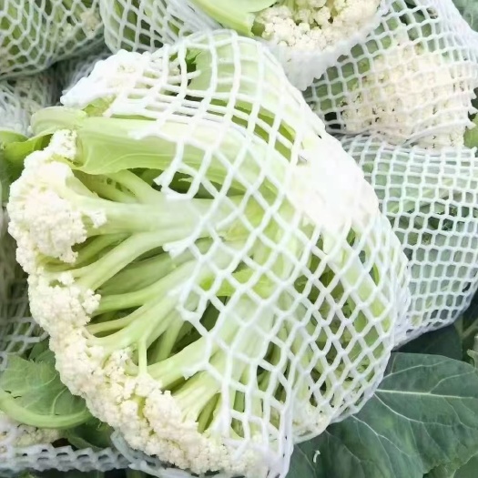 青梗花菜  可对接商超  各大批发市场