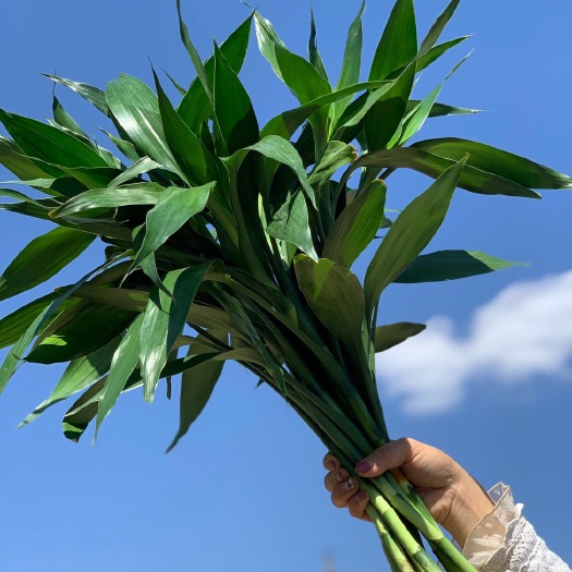 昆明富贵竹，云南鲜花批发，鲜切花批发，