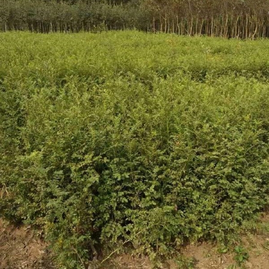 长沙刺玫树苗