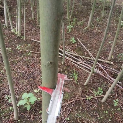 枫杨