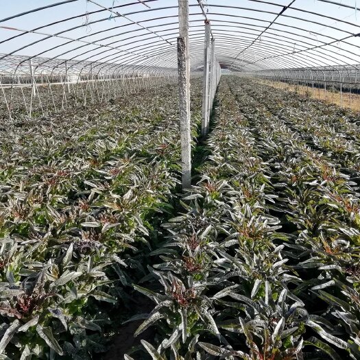 夏邑县比亚久-6天骄大棒莴笋种子，耐寒抗病，味香肉绿，基地良种