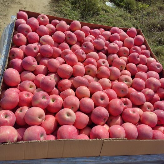 红富士苹果开始上市了！