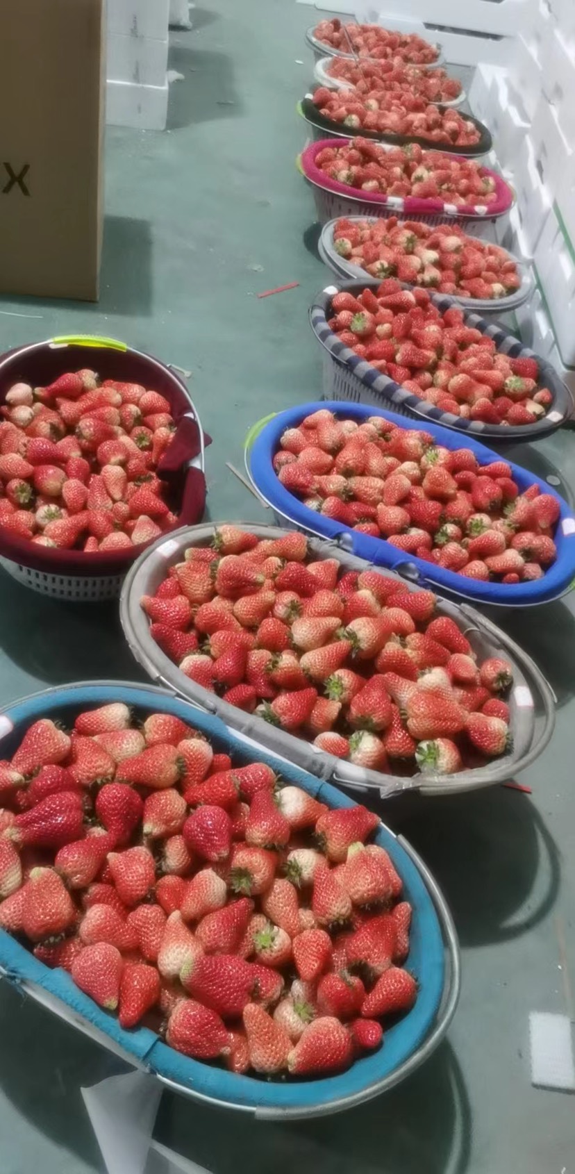 徐州奶油草莓玲玉草莓新鲜应季水果现摘现发