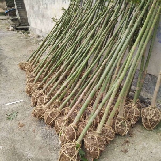 青枫