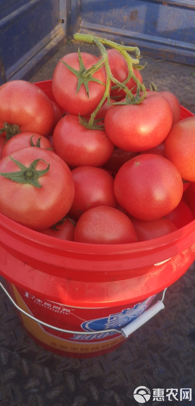 暖棚硬粉西红柿今日价格2.6一3.4