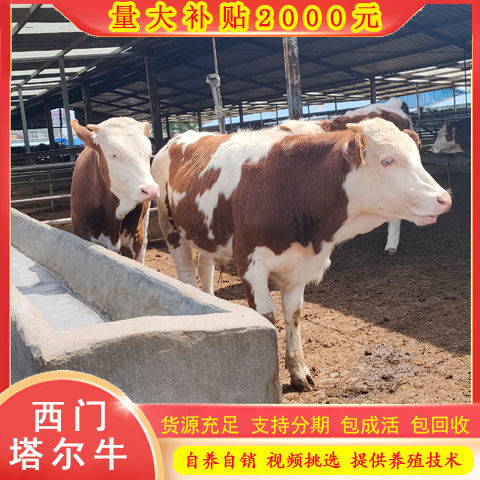 西门塔尔牛肉牛犊 肉牛苗养殖场 活牛育肥牛活体改良黄牛苗