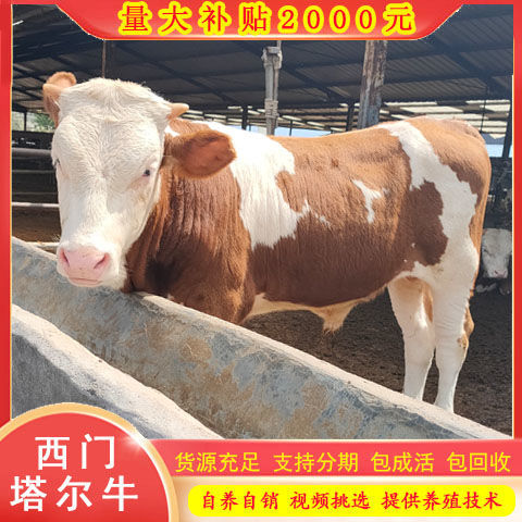 西门塔尔牛肉牛犊 肉牛苗养殖场 活牛育肥牛活体改良黄牛苗