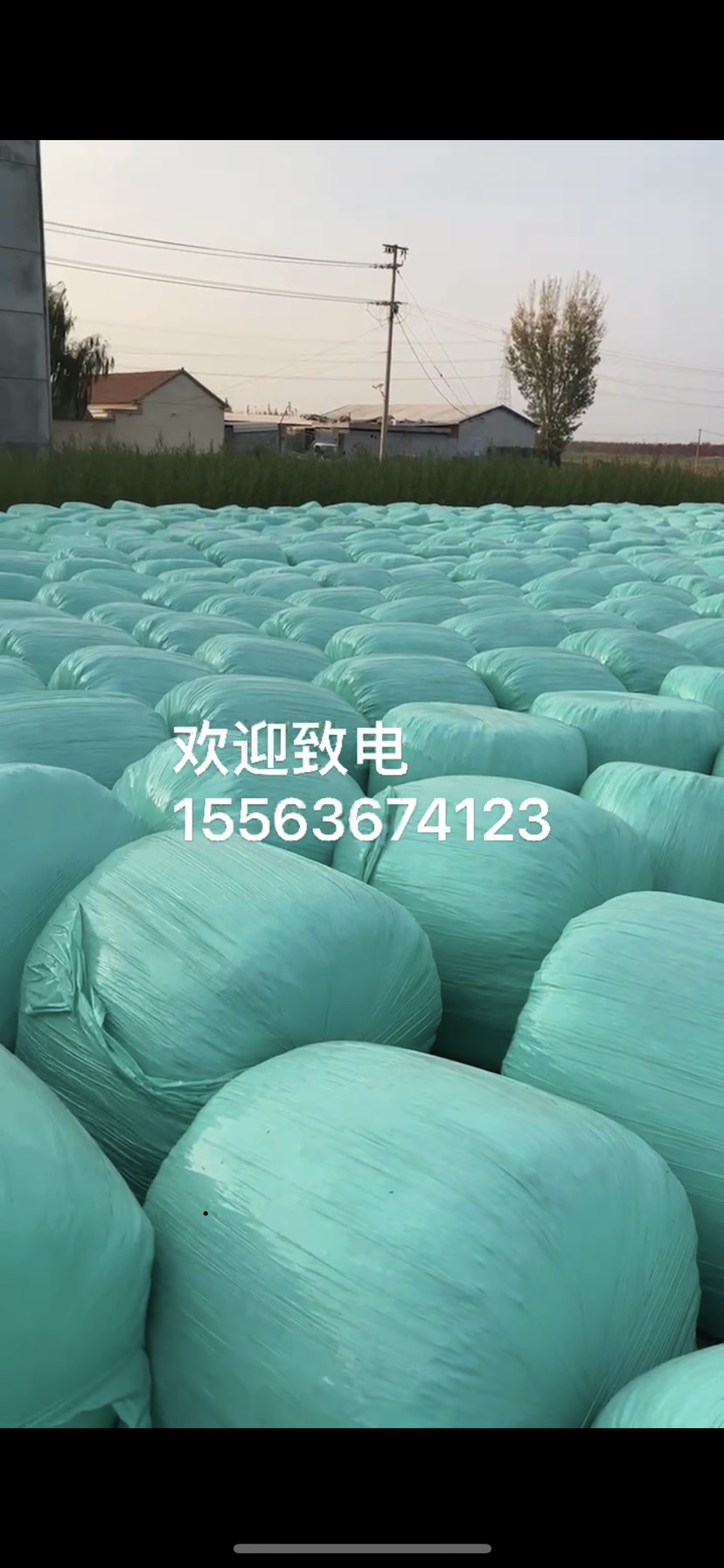 牛羊饲料