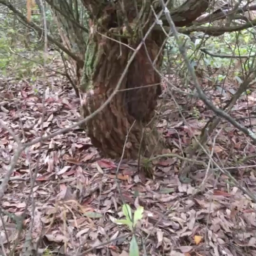 富源县马缨花