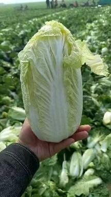 商丘娃娃菜