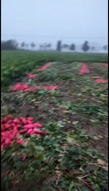 宿州精品大红袍红皮萝卜急售十吨大红袍1毛一斤