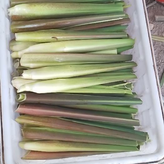 茭白