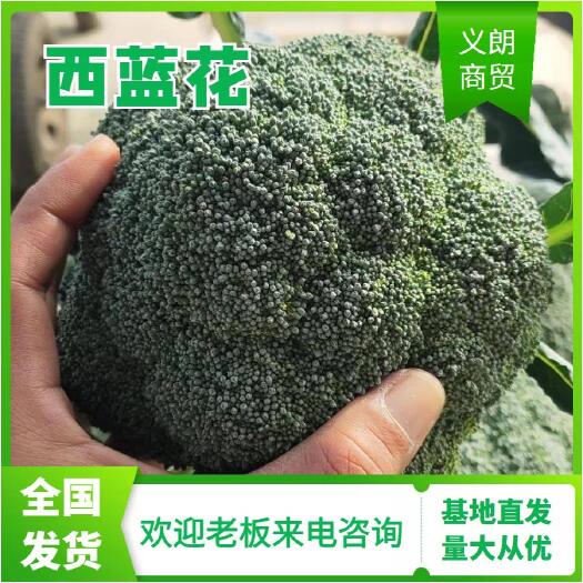 耐寒优秀西兰花  一级精品西兰花批发市场商超供应