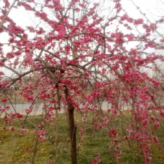 长沙垂梅