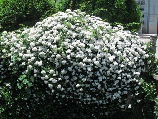长沙蔷薇花苗