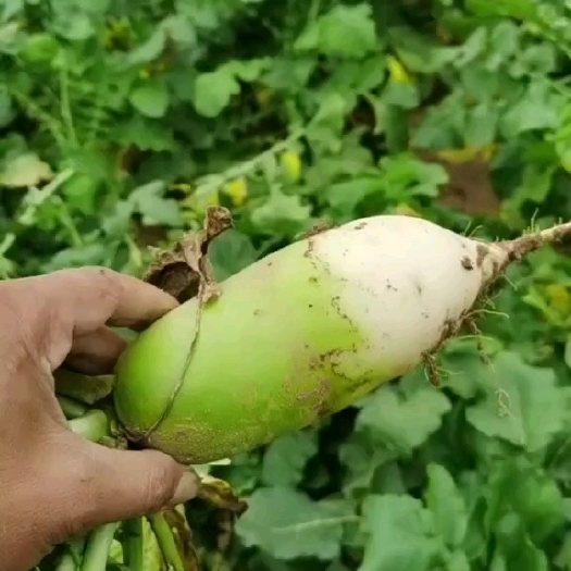 周口青萝卜大量上市，质量好价格低，全国发货