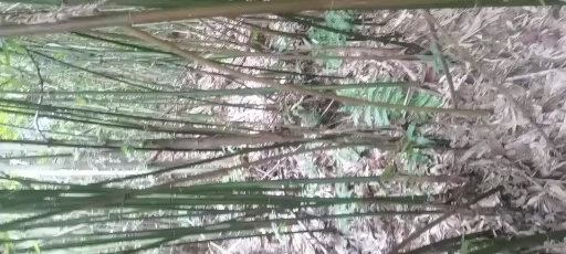 休宁县厚度好，品种多，量多
