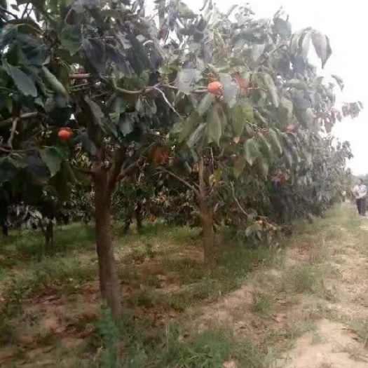长沙柿子树
