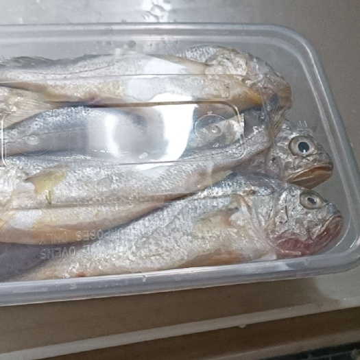 霞浦县霞浦原产地小黄花鱼，14-16条一斤，一斤一盒每天海面直收，