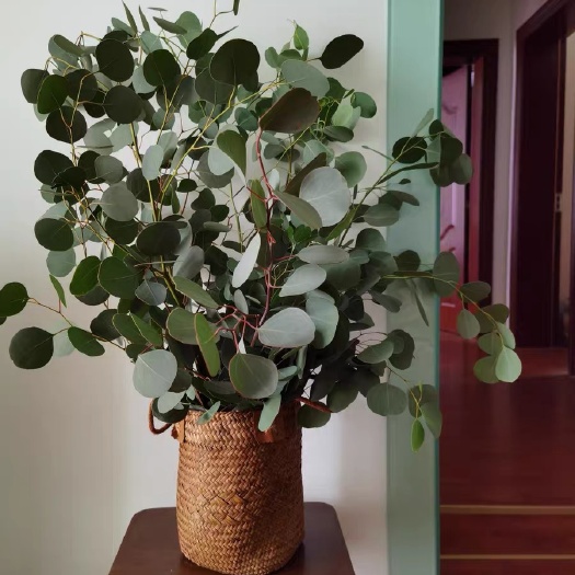 昆明苹果叶尤加利，云南干花批发，云南鲜花批发，量大优惠