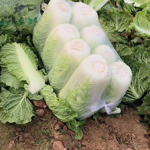 北京新3号  北京三号白菜，黄心白菜大量供应