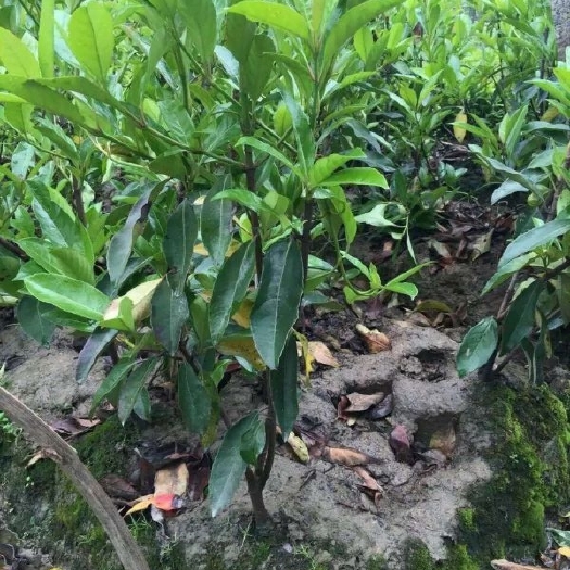 长沙法国冬青