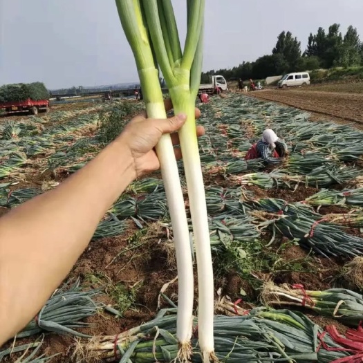 大连普兰店大葱
