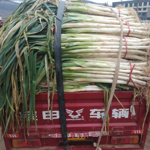 泗水县山东泗水长白大葱