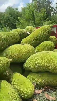 海南黄肉菠萝蜜产地直供,支持整车物流