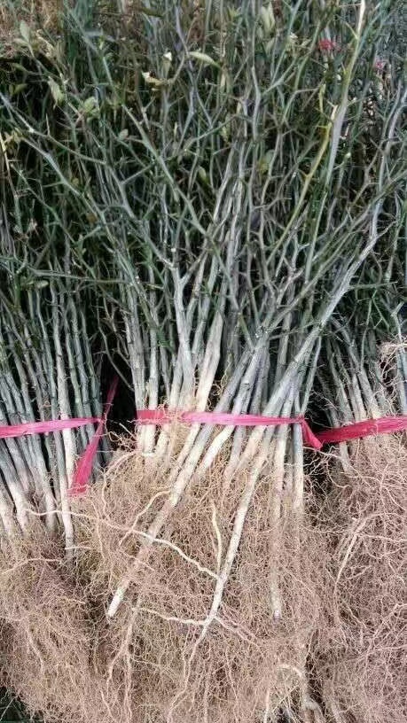长沙枸橘苗
