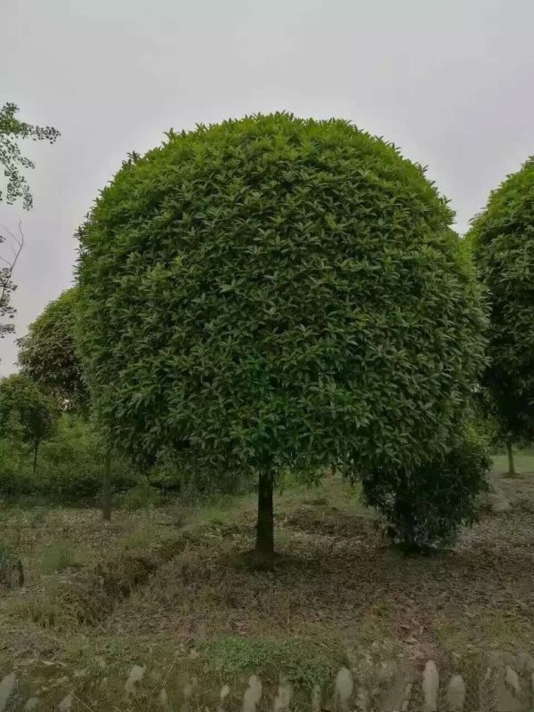 桂花树苗