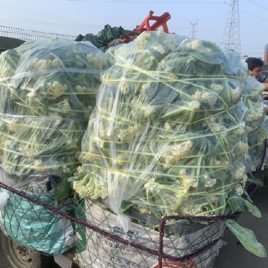 博罗县花菜