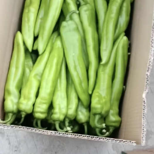 诏安县福建万亩大棚蔬菜基地，黄皮尖椒