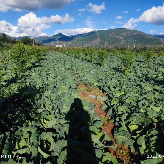 盐源县包菜大量上市