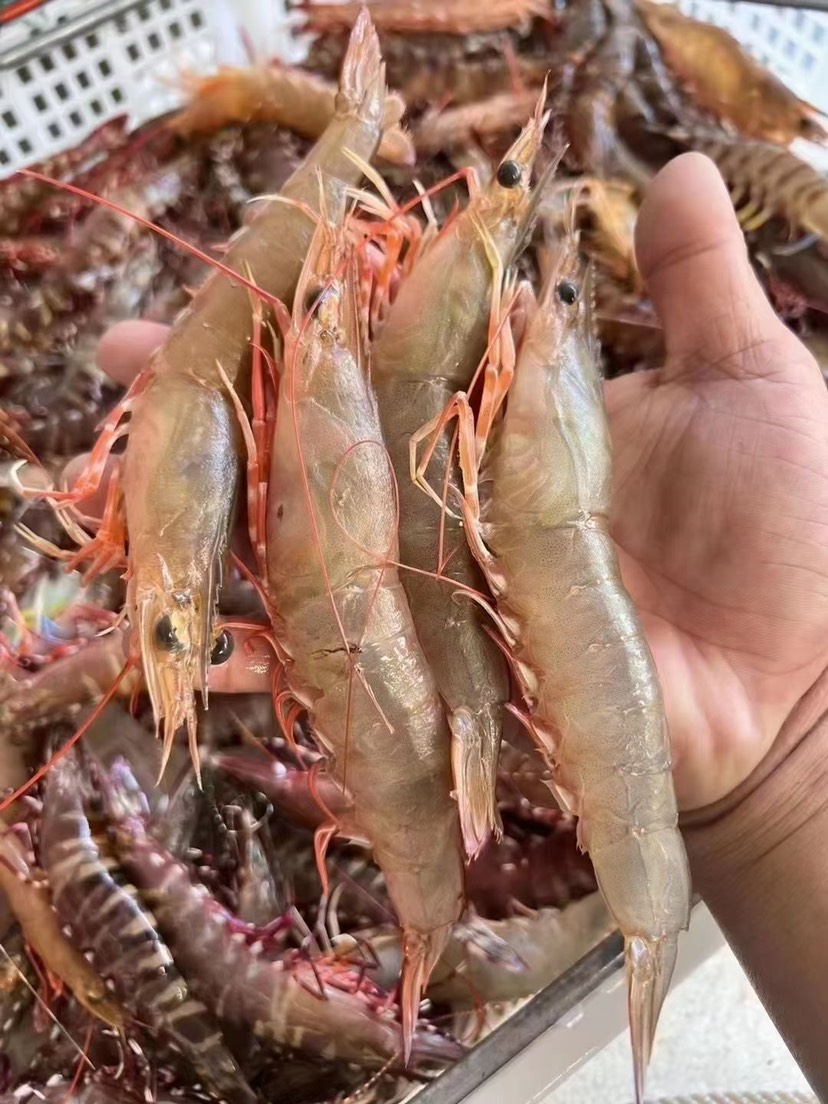 沙鲁虾沙律虾沙卢虾白灼新鲜活冻滑皮虾渔船海捕餐饮酒店社区团购