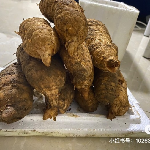 织金县自产自销的新鲜天麻个头发麻形好 量大从优