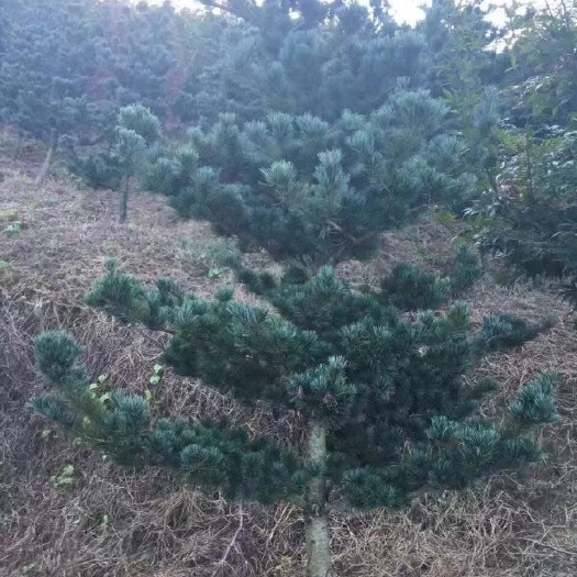 长沙五针松