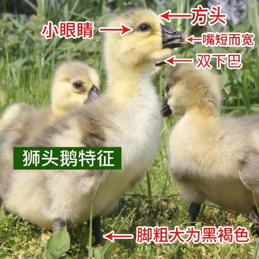 汕头纯种特大种狮头鹅活苗狮头鹅苗正狮头鹅特大品种狮头鹅苗