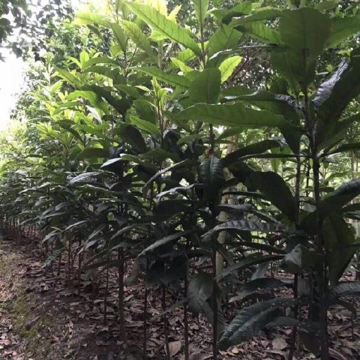 长沙枇杷树