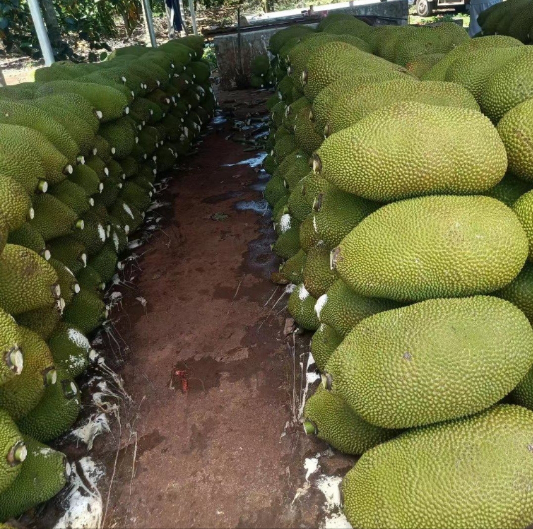 海南黄肉菠萝蜜产地直供,支持整车物流