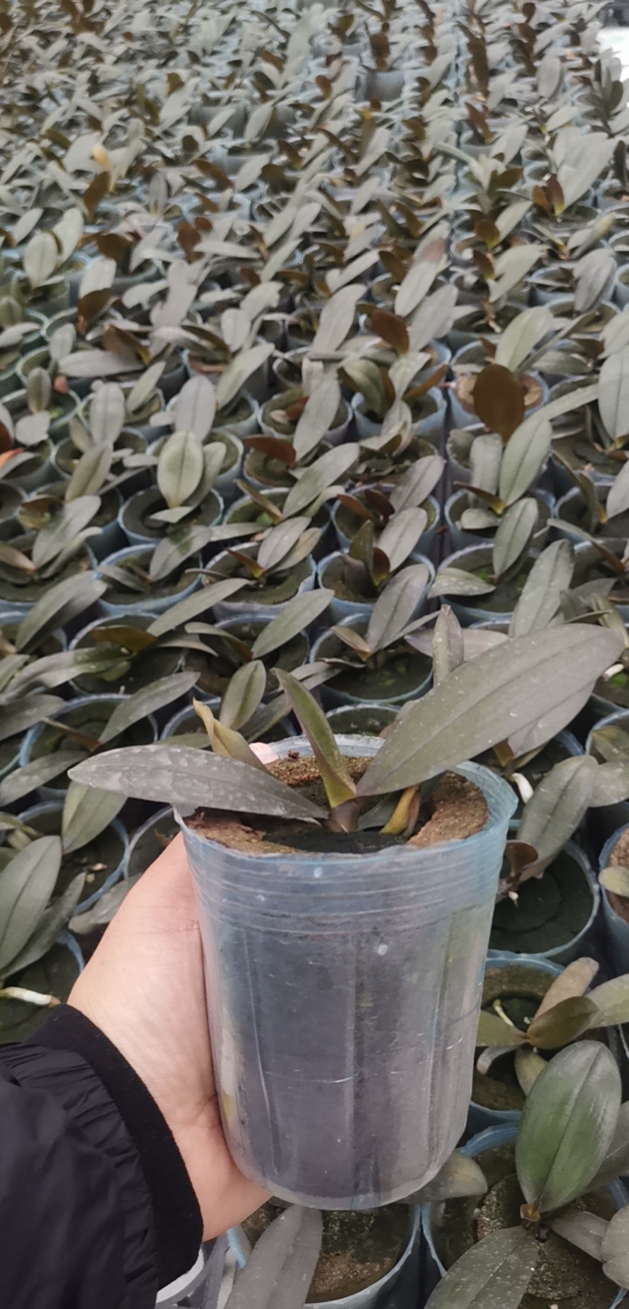 杭州蝴蝶兰苗，自主研发植料，简单，省水肥人工。