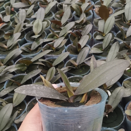 杭州蝴蝶兰苗，自主研发植料，简单，省水肥人工。