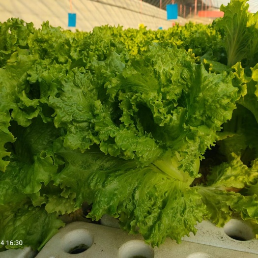 银川散叶波美生菜，鱼菜共生产品，零农药，零化肥，，有机菜