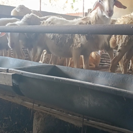 长丰县羊肉30一斤，要的联系，要多少杀多少，现杀